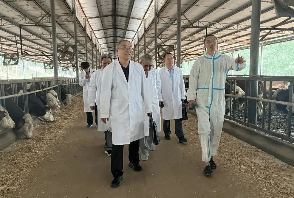 市畜牧渔业事业发展中心开展牛产业发展专项技术服务